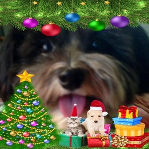 Meet your Posher, Sissie